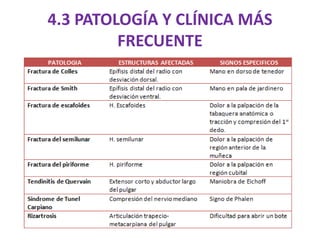 4.3 PATOLOGÍA Y CLÍNICA MÁS
FRECUENTE
 