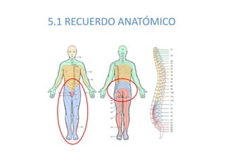 5.1 RECUERDO ANATÓMICO
 