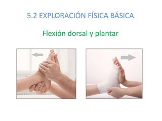 5.2 EXPLORACIÓN FÍSICA BÁSICA
Flexión dorsal y plantar
 