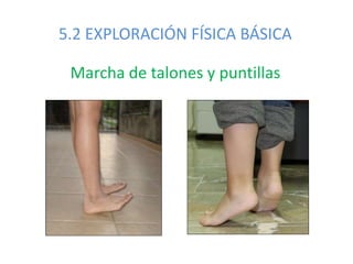 5.2 EXPLORACIÓN FÍSICA BÁSICA
Marcha de talones y puntillas
 