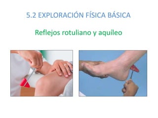 5.2 EXPLORACIÓN FÍSICA BÁSICA
Reflejos rotuliano y aquíleo
 