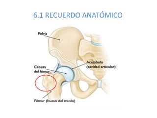 6.1 RECUERDO ANATÓMICO
 