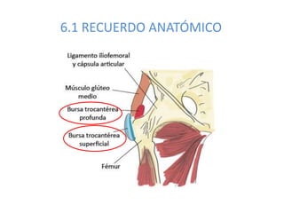 6.1 RECUERDO ANATÓMICO
 