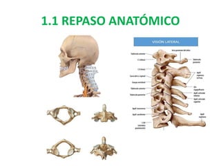 1.1 REPASO ANATÓMICO
 