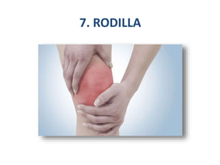 7. RODILLA
 