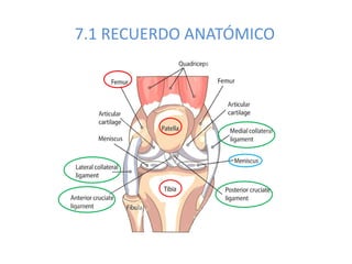 7.1 RECUERDO ANATÓMICO
 