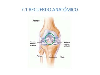 7.1 RECUERDO ANATÓMICO
 
