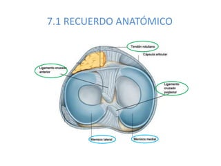 7.1 RECUERDO ANATÓMICO
 