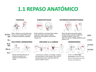 1.1 REPASO ANATÓMICO
 