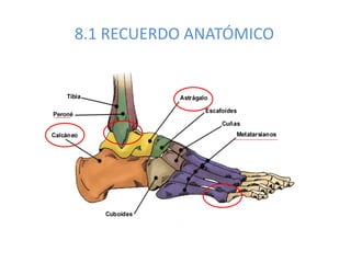 8.1 RECUERDO ANATÓMICO
 