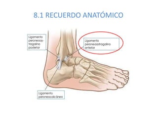 8.1 RECUERDO ANATÓMICO
 