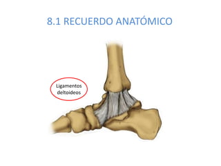 8.1 RECUERDO ANATÓMICO
Ligamentos
deltoideos
 