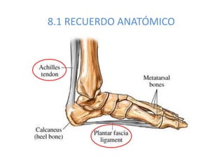 8.1 RECUERDO ANATÓMICO
 