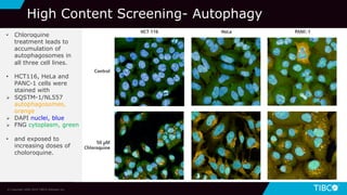 © Copyright 2000-2019 TIBCO Software Inc.
High Content Screening- Autophagy
• Chloroquine
treatment leads to
accumulation of
autophagosomes in
all three cell lines.
• HCT116, HeLa and
PANC-1 cells were
stained with
Ø SQSTM-1/NL557
autophagosomes,
orange
Ø DAPI nuclei, blue
Ø FNG cytoplasm, green
• and exposed to
increasing doses of
choloroquine.
 