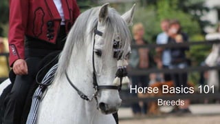 Horse Basics 101
Breeds
 