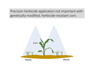 Precision herbicide application not important with
genetically-modified, herbicide-resistant corn.
Corn
WeedsWeeds
 