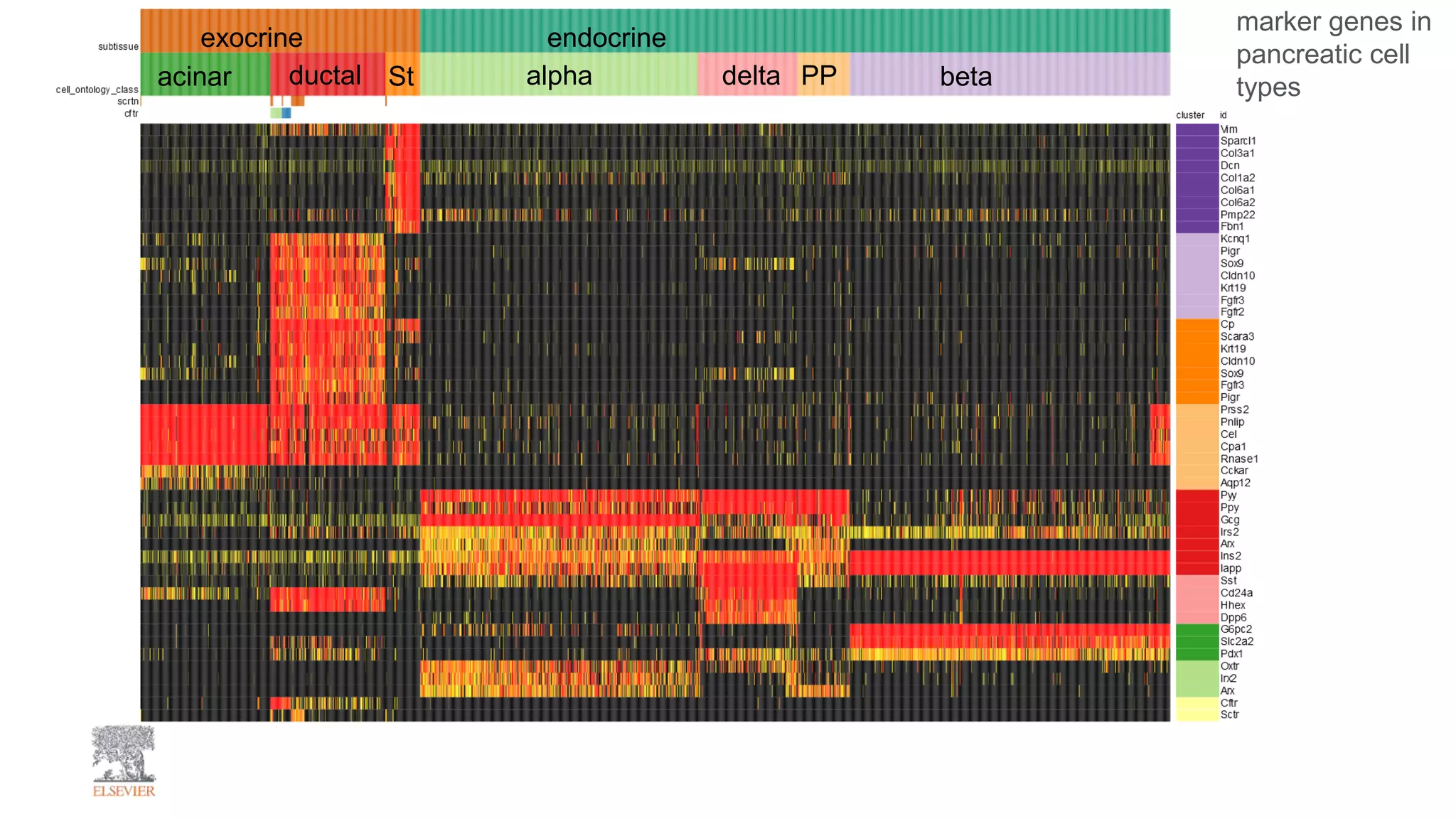 exocrine endocrine
acinar ductal St alpha delta PP beta
marker genes in
pancreatic cell
types
 