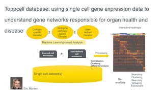 Toppcell database: using single cell gene expression data to
understand gene networks responsible for organ health and
disease
Single cell dataset(s)
Learned cell
annotation
User-
defined
Genelist
Biological
pathway-
based
Genelist
Cell type
specific
Genelist
± ±
Machine Learning-based Analysis
User-defined
cell
annotation
Normalization;
Clustering;
Differential analysis;
…
Processing
Interactive heatmaps
Re-
analysis
Searching
Clustering
Searching
Grouping
Enrichment
Eric Bardes
±
 