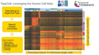 ToppCell: Leveraging the Human Cell Atlas
21.06.2019
Data Mining by
Organ/Cell Type
Search/
Cluster/
Enrich/Net
Derive models for
° Differentiation
° Organogenesis
° Pathways / Networks
° Cell-cell Interactions
° Physiology
° Pathology
Pancreas tissue  individual single cells
 