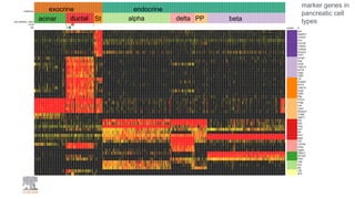 exocrine endocrine
acinar ductal St alpha delta PP beta
marker genes in
pancreatic cell
types
 