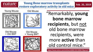 “Young bone marrow rejuvenates
aging mouse brains, study finds”
Available at: https://medicalxpress.com/news/2019-02-young...