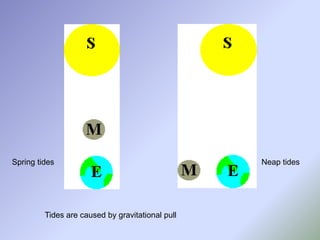 Spring tides Neap tides
Tides are caused by gravitational pull
 