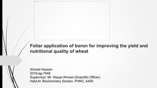 Foliar application of boron for improving the yield and
nutritional quality of wheat
Ahmed Hassan
2019-ag-7548
Supervisor: Mr. Waqar Ahmed (Scientific Officer)
Held At: Biochemistry Section, PHRC, AARI
 