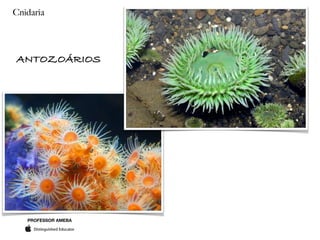 PROFESSOR AMEBA
Cnidaria
ANTOZOÁRIOS
