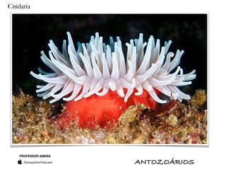 PROFESSOR AMEBA
Cnidaria
ANTOZOÁRIOS
