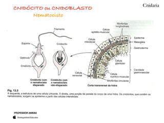 PROFESSOR AMEBA
Cnidaria
CNIDÓCITO ou CNIDOBLASTO
Nematocisto