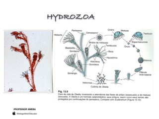 PROFESSOR AMEBA
HYDROZOA