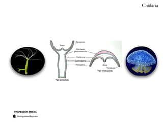PROFESSOR AMEBA
Cnidaria