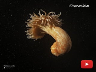 Stomphia
Professor Ameba