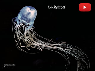 Cubozoa
Professor Ameba
