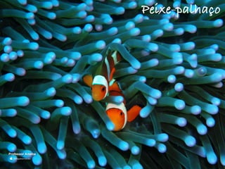 Peixe-palhaço
Professor Ameba
