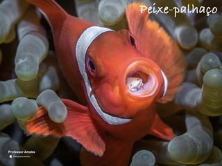 Peixe-palhaço
Professor Ameba
