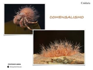 PROFESSOR AMEBA
Cnidaria
COMENSALISMO