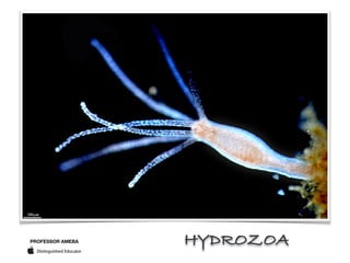 PROFESSOR AMEBA HYDROZOA