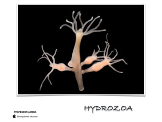 PROFESSOR AMEBA
HYDROZOA