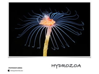 PROFESSOR AMEBA
HYDROZOA