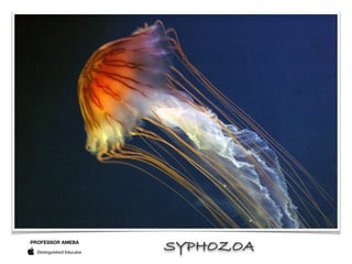 PROFESSOR AMEBA
SYPHOZOA