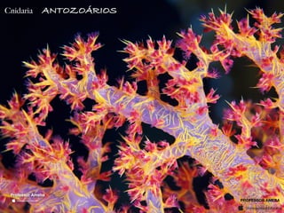 PROFESSOR AMEBA
Cnidaria ANTOZOÁRIOS
Professor Ameba