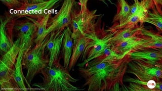 Connected Cells
picture credit: https://www.medicalnewstoday.com/
 