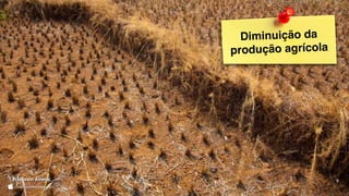 Professor Ameba
Diminuição da
produção agrícola
 