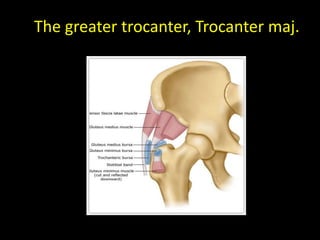 The greater trocanter, Trocanter maj.
 