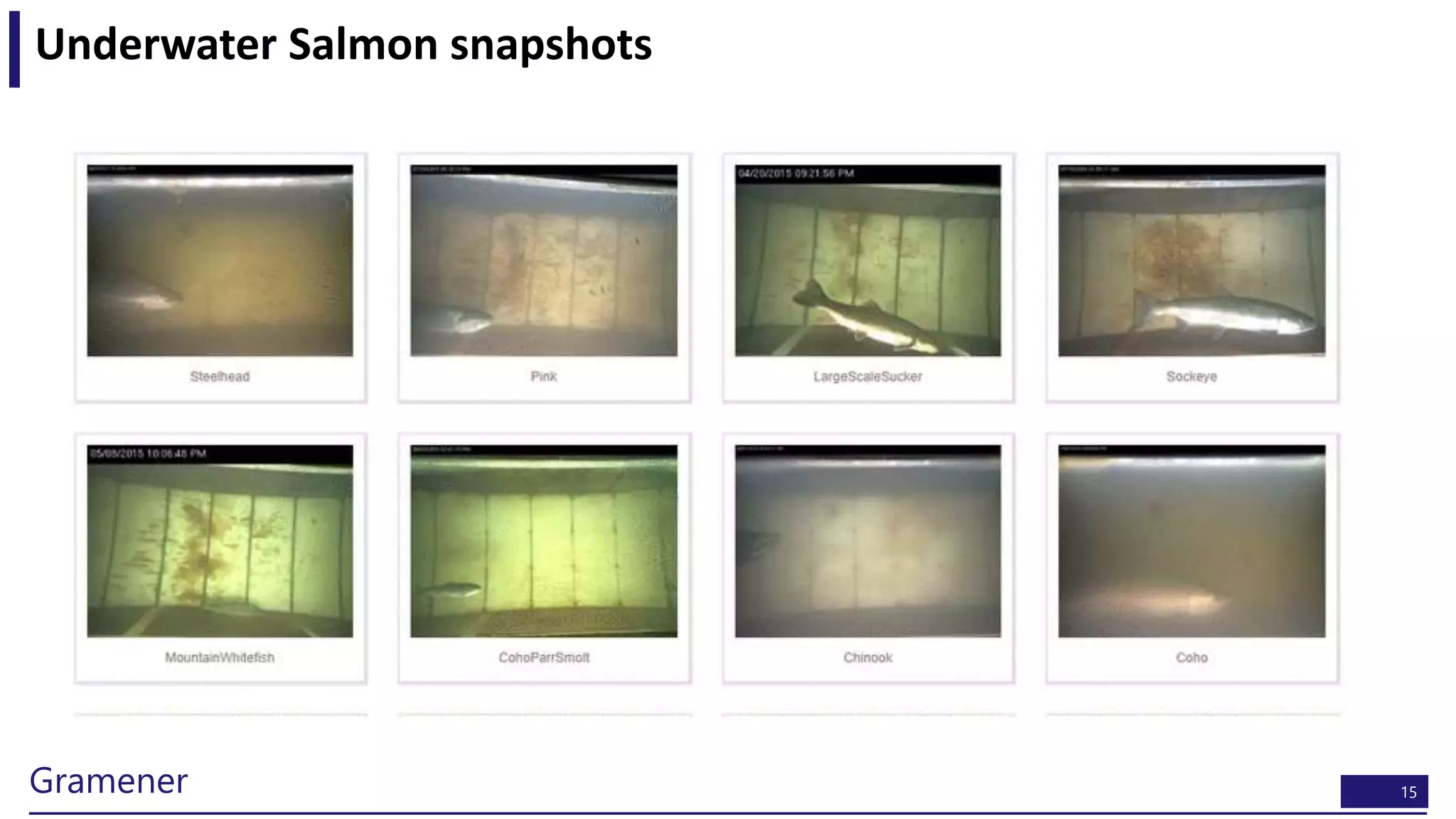 15Gramener
Underwater Salmon snapshots
 