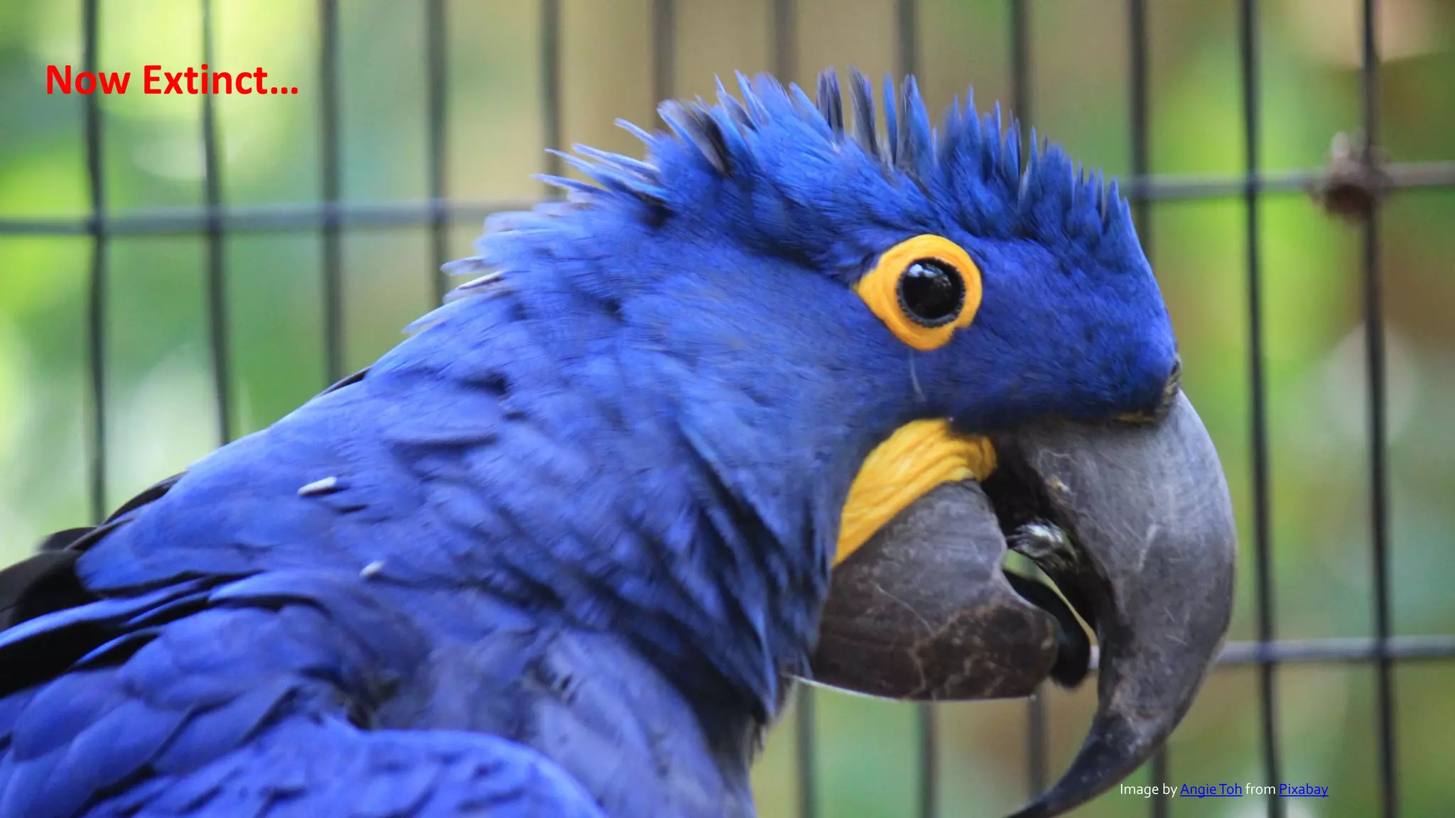 3Gramener
What ails our Biodiversity?
Now Extinct!
Movie copyright: Blue Sky Studios
Image by AngieToh from Pixabay
Now Extinct…
 