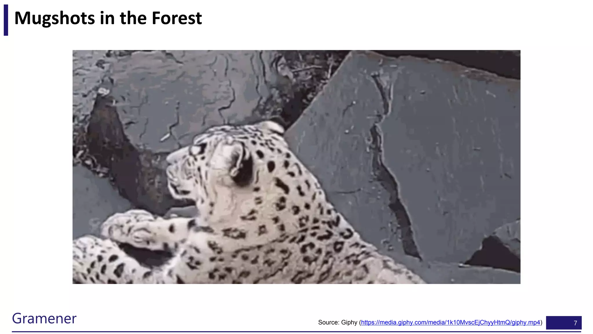 7Gramener
Mugshots in the Forest
Source: Giphy (https://media.giphy.com/media/1k10MvscEjChyyHtmQ/giphy.mp4)
 