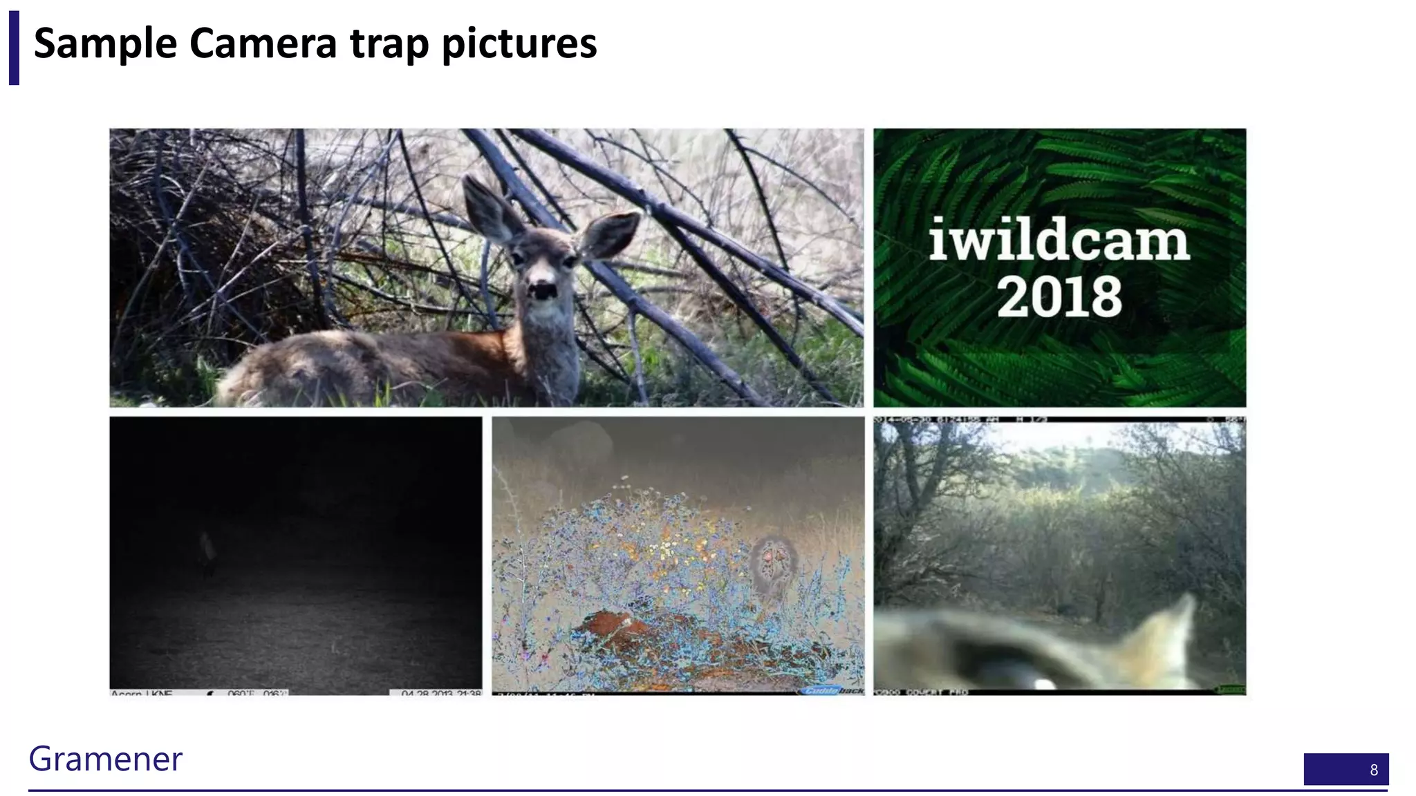 8Gramener
Sample Camera trap pictures
 
