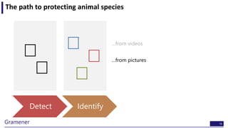 18Gramener
The path to protecting animal species
Detect Identify
…from videos
…from pictures
 
